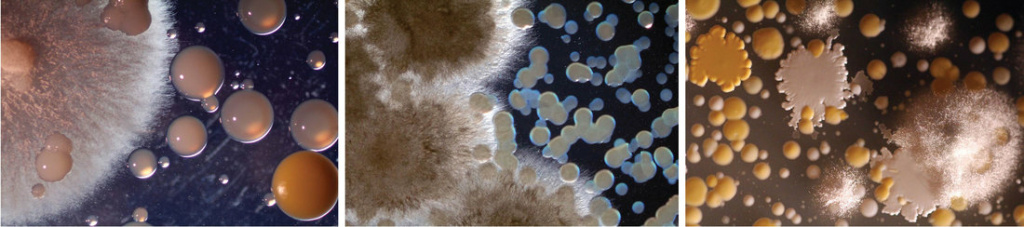 cheese rinds Colonies of microbes from different cheese rinds. From right to left, Comte, Robiola, blue cheese.