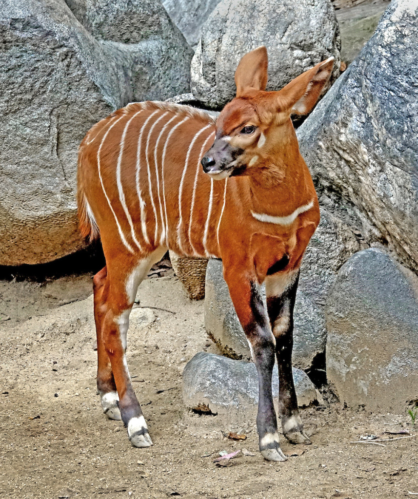 Slideshow Rare baby bongo makes its first appearance at the Los