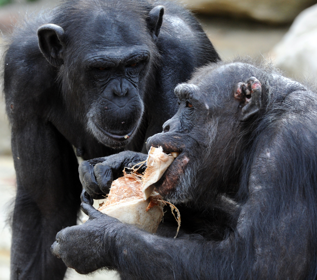Chimpanzees The Institute of Medicine has released a highly anticipated report that sets new guidelines for research on chimpanzees.