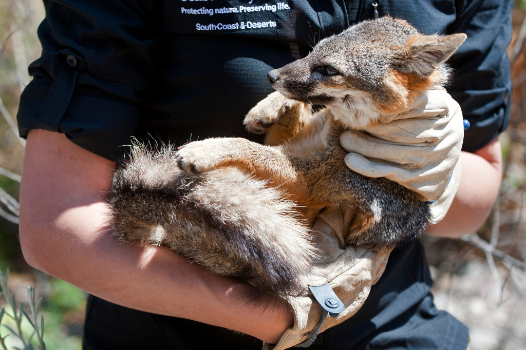 Santa Cruz Island Fox Recovery - 7 Christie Boser removes the blindfold and prepares to release the Island Fox. Biologist Tim Coonan estimates that the foxes first came to Santa Cruz Island six to ten thousand years ago. He believes that the animals either rafted to the island by an El Niño storm, or native peoples brought them. Now there are six sub-species in the Channel Islands.