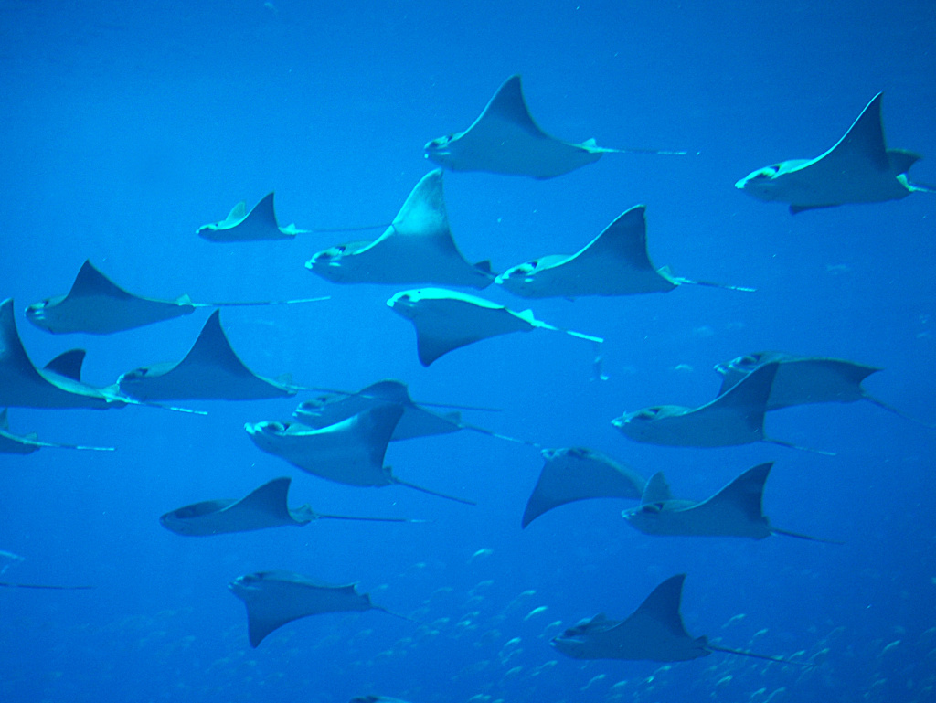Each year, 6 to 8 percent of the global population of sharks and rays gets caught, scientists say.
