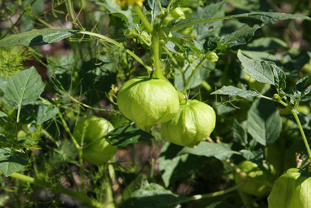 Tomatillo Tomatillos on the plant.
