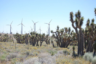 If you drive about half an hour north of Palmdale, you'll find yourself in the foothills of Kern County's Tehachapi Mountains. They're studded with Joshua trees, that sparse icon of the Mojave. But a new symbol is also rising, reaching its limbs into the desert sky.