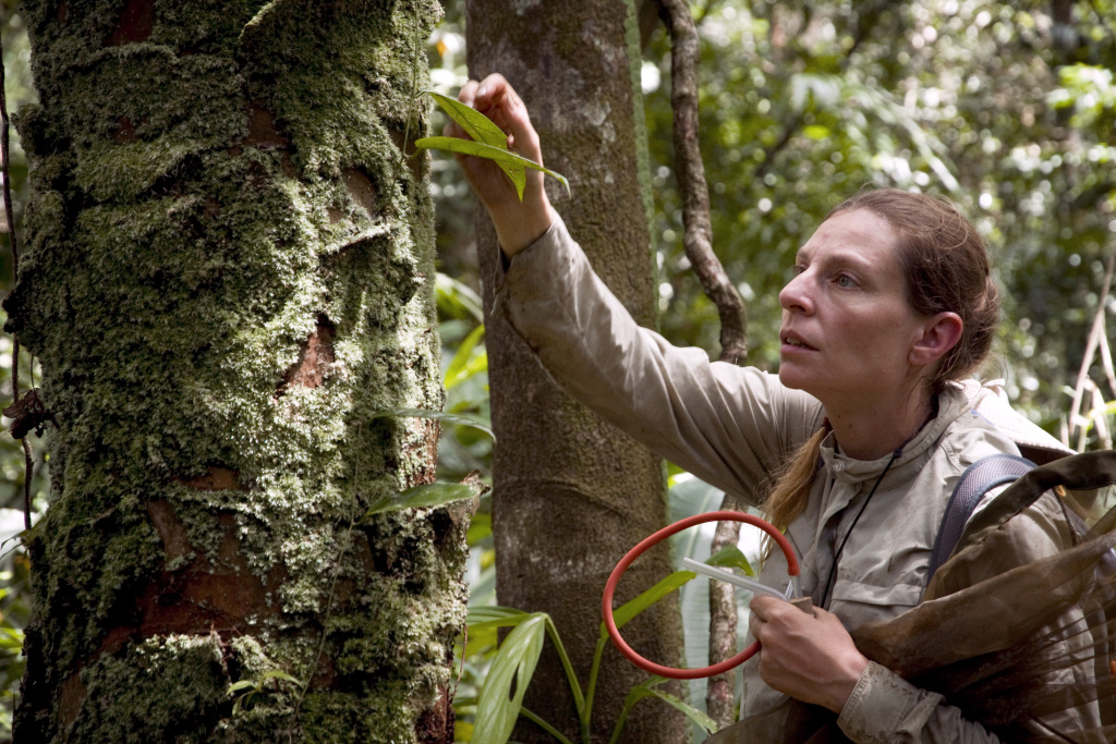 Female Scientist in the Field Doctor Adeline Soulier-Perkins of the National Museum of Natural History captures insects to study biodiversity in the French South American territory of Guiana. AFP PHOTO JODY AMIET