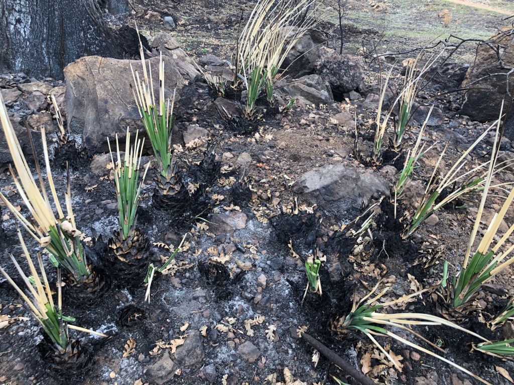 woolsey plants Native yucca plants are sprouting green leaves again beneath tips deadened by the Woolsey Fire.