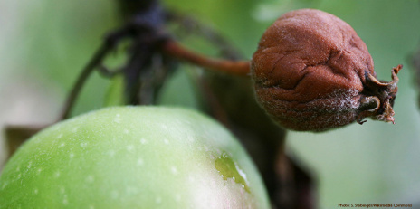An apple infected with fire-blight.