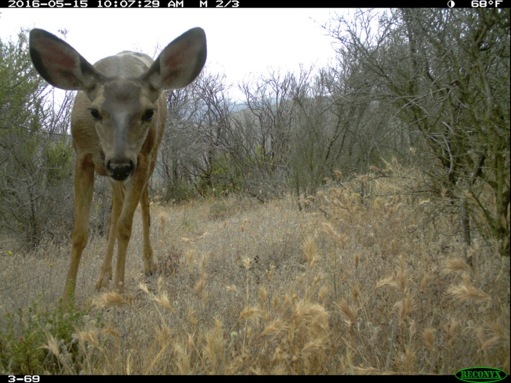 A mule deer is captured by a camera as part of the National Park Service's Springs Fire Wildlife Project. A year after the fire, mule deer were almost as common in burned areas as in non-burned areas. A mule deer is captured by a camera as part of the National Park Service's Springs Fire Wildlife Project. A year after the fire, mule deer were almost as common in burned areas as in non-burned areas.