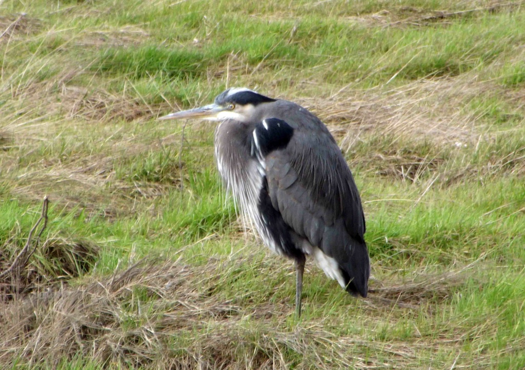 AirTalk What do rising sea levels in the Pacific Northwest mean for