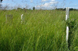 A cemetery in Ohio contains a fragment of "big blue stem" prairie. At the time of the Lewis & Clark expedition, these tall grasses rolled across much of the nation's undeveloped midsection.