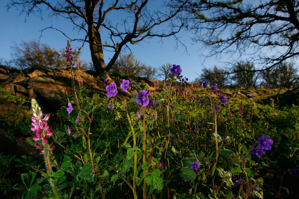 Wildflowers Start To Bloom In Area Ravaged By Wild Fires Last Year Wildflowers bloom among trees that burned in the Poomacha Fire on the Rincon Indian Reservation in northern San Diego County.