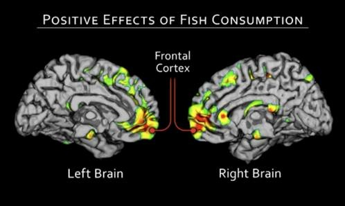 The highlighted areas in the photo are the portions of the brain that are larger in individuals who eat fish on a weekly basis. These are areas associated with creating and maintaining memories. The highlighted areas in the photo are the portions of the brain that are larger in individuals who eat fish on a weekly basis. These are areas associated with creating and maintaining memories.