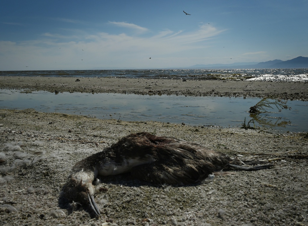 Ballot Measure Aims To Preserve Salton Sea 89 3 KPCC