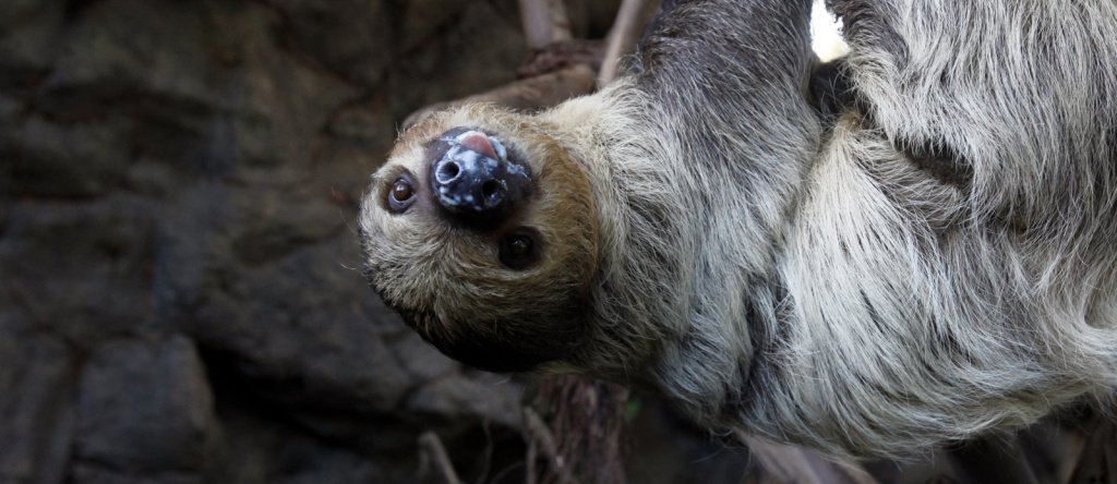 A toe sloth