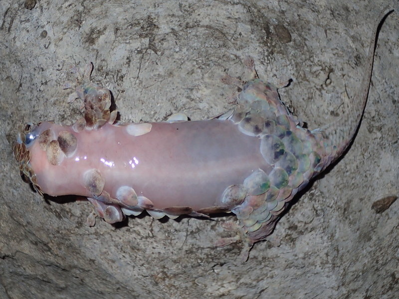 geckolepis-megalepis-scaleless-photo-frank-glaw-3c99e3e77a82e25a4dad301b57403c2280d6f001-s800-c85.jpg This Geckolepis megalepis has lost some of its scales, but can grow them back within two to three weeks.