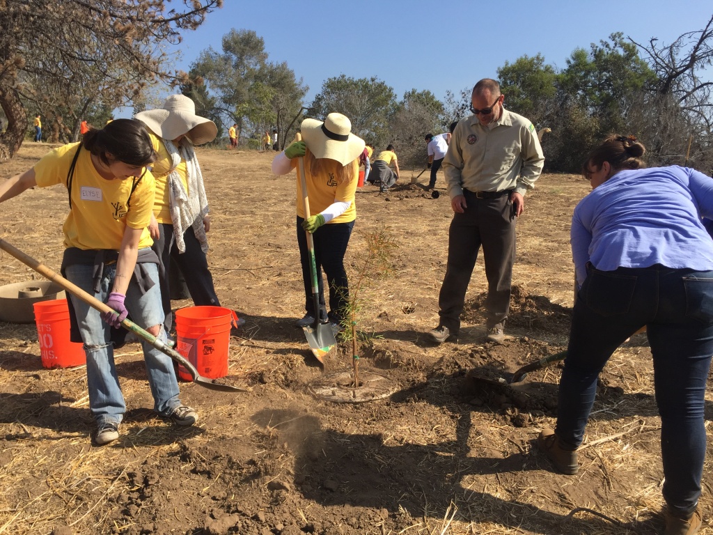 Elysian Park tree canopy Ranger Leon Boroditsky watches as volunteers help plant new trees at Elysian Park on Saturday.