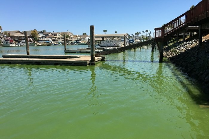 algae blooms The docks behind homes at Discovery Bay, Calif., are quieter than usual because of fears of blue green algae toxins.
