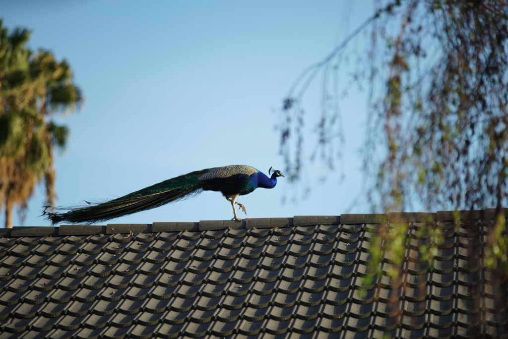 Arcadia Peacock Peacock perched atop an Arcadia residence.
