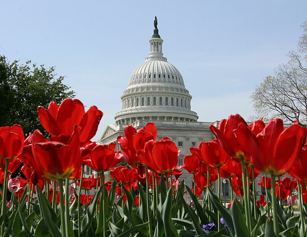 The dome of the U.S. Capitol provides a backdrop for blooming tulips April 25, 2007 on Capitol Hill in Washington, D.C.