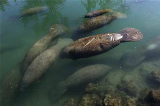 Manatees congregate in a canal where discharge from a nearby Florida Power & Light plant warms the water in Fort Lauderdale, Fla. Tuesday, Dec. 28, 2010. Overnight temperatures in South Florida were in the 30s.
