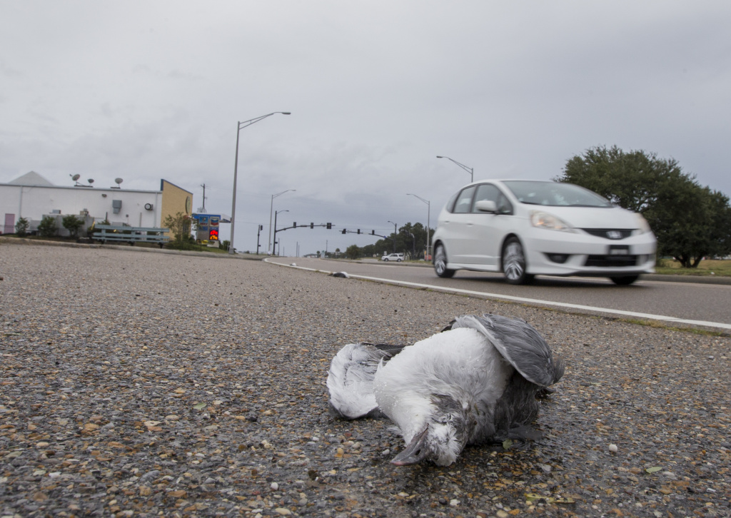 Hurricane Nate Slams Into U.S. Gulf Coast Dead sea gulls lay across Route 90 in Pass Christian, Mississippi as people finish their final preparations before the arrival of Hurricane Nate on Saturday, October 7, 2017.
