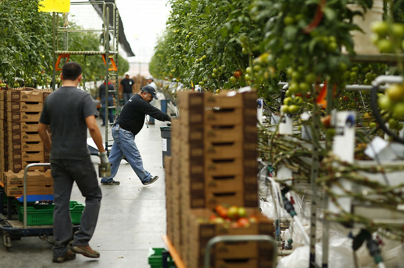 Wholesum Harvest made many changes as part of its fair-trade certification, including switching to carbon-neutral pallets and working to protect an endangered species of cactus. Wholesum Harvest made many changes as part of its fair-trade certification, including switching to carbon-neutral pallets and working to protect an endangered species of cactus.