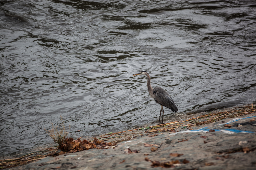 Los Angeles River Garcetti EPA A bird lands near the banks of the LA River just after a morning of rainfall on November 21.