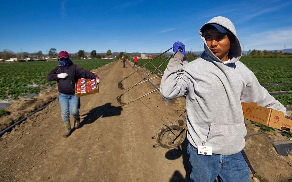 Take Two® Cold temperatures send Ventura County strawberry growers