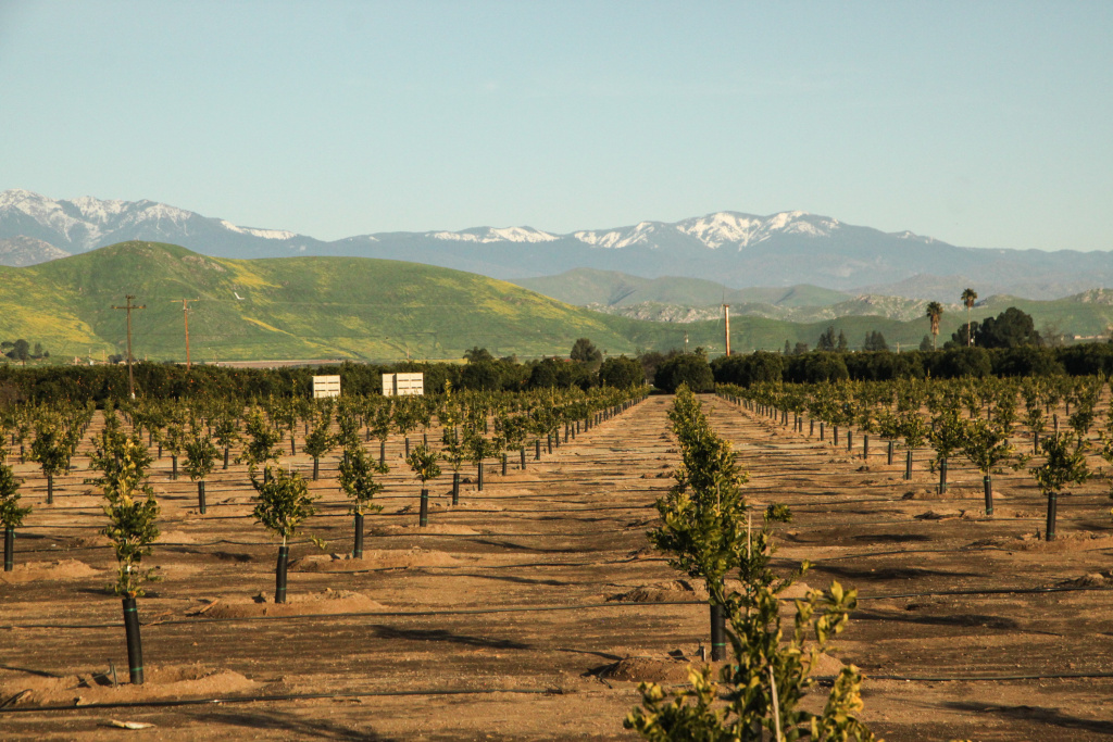 California Counts Lindsay, California is a town of about 12,000 in the heart of the state's citrus farming belt in Tulare County.