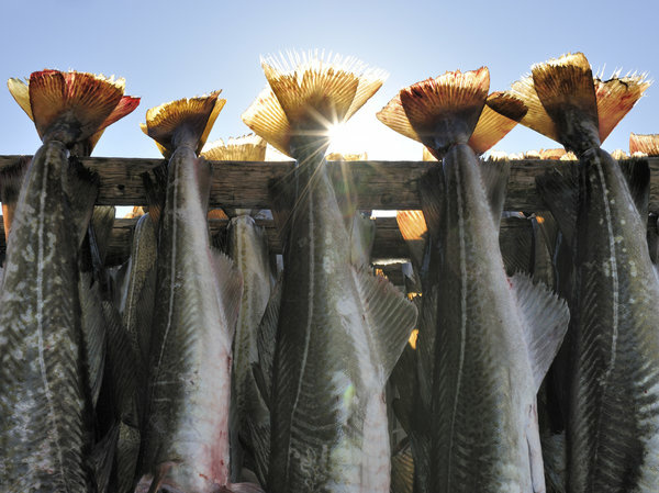 Whitefish, such as cod, was traditionally dried on outdoor racks. But now the fish is dried in sanitary rooms. Whitefish, such as cod, was traditionally dried on outdoor racks. But now the fish is dried in sanitary rooms.