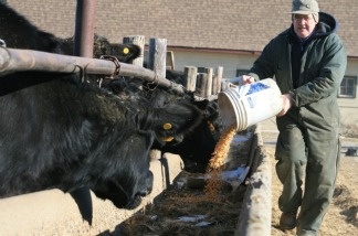 Ed Morse dumps a bucket of corn into feed bunks on his land near Council Bluffs, Iowa. He is expanding his cattle herd and converting cropland into pastureland.