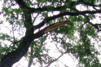 A limb broke off this seemingly healthy Central Park tree and fell Saturday, injuring a mother and killing her 6-month old baby.