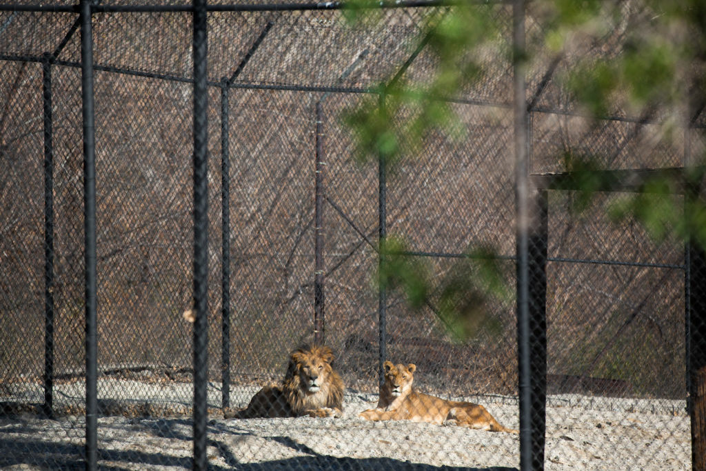 Take Two® PHOTOS Tippi Hedren's Shambala bigcat preserve for 47