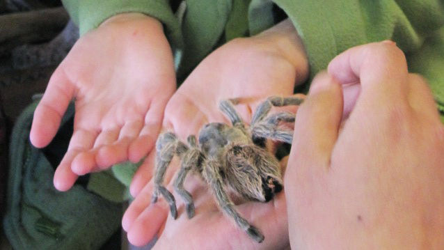 Community Science Workshops give low-income kids around California opportunities to learn about science firsthand — from holding spiders to building robots.