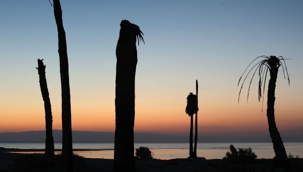Mercer 19894 SALTON CITY, CA - JULY 7: Dead palm trees stand at a former yacht club on the shore of the Salton Sea, the biggest lake in California, which has dried up and refilled numerous times, on July 7, 2011 in Salton City, California.