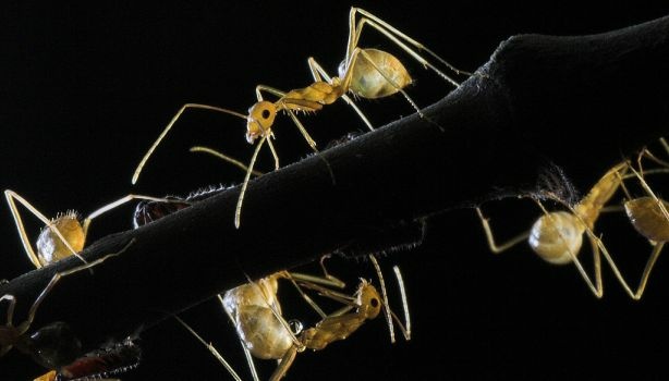 Mercer 21152 Backlit ants. What do their colonies and sexual behavior tell us about being human?