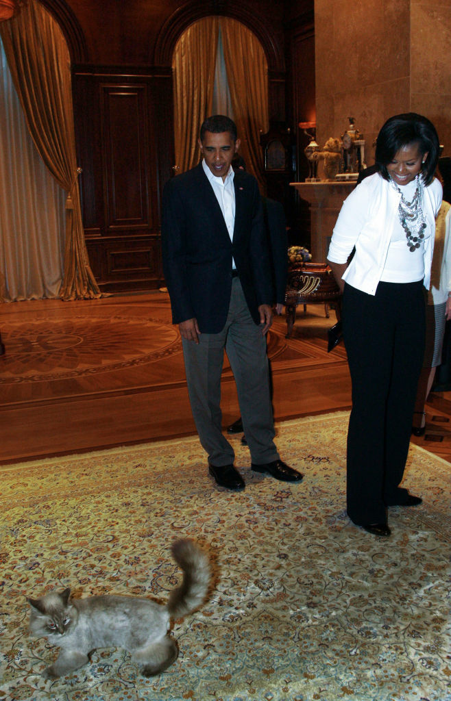 Election day slideshow A government of the cats, by the cats, for the