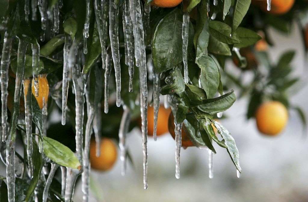Cold Snap Endangers California Citrus Crop Icicles created by drip irrigation are illuminated by a cars headlights as they hang from an orange tree January 17, 2007 in Orange Cove, California. California governor Arnold Schwarzenegger declared a state of emergency as an estimated 70% of California's citrus crops have been damaged by a severe cold snap that is bringing below freezing tempuratures to California's central valley. The cold is expected to continue through January 21.