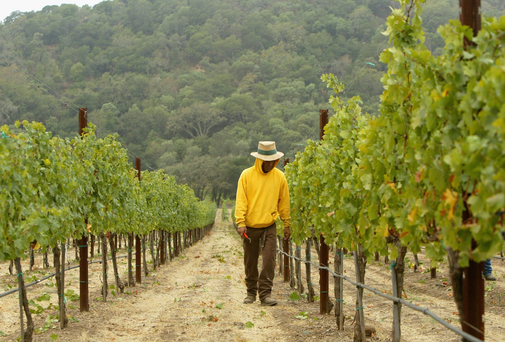 Napa Valley Harvests Its Bounty A worker inspects cabernet sauvignon wine grapes at the Stags' Leap Winery September 27, 2004 in Napa, California. The 2004 California wine harvest kicked off during the last week of July, at least two weeks ahead of schedule due to unusually warm weather at the beginning of March, which triggered budbreak in a majority of vineyards throughout California.