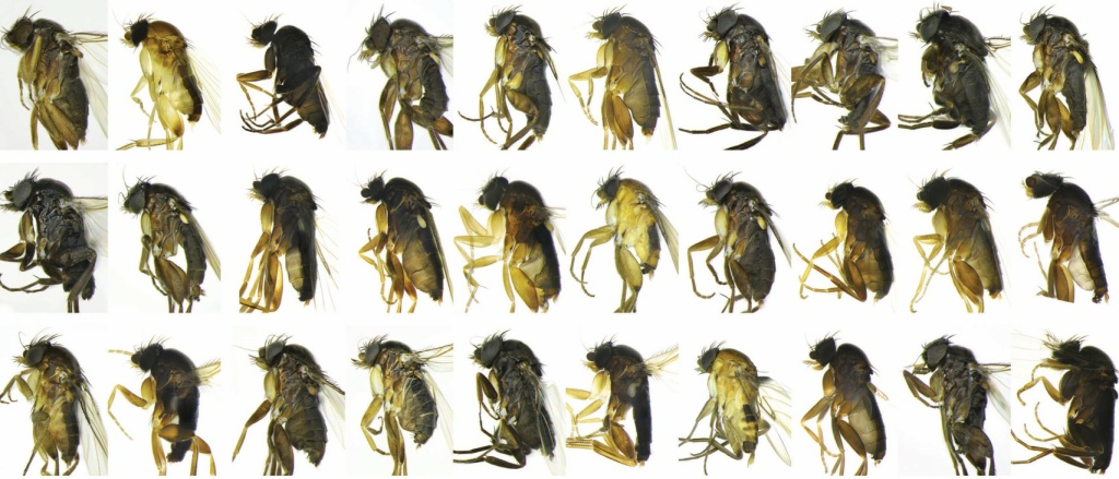 30 new flies Some of the new fly species found recently around Los Angeles.