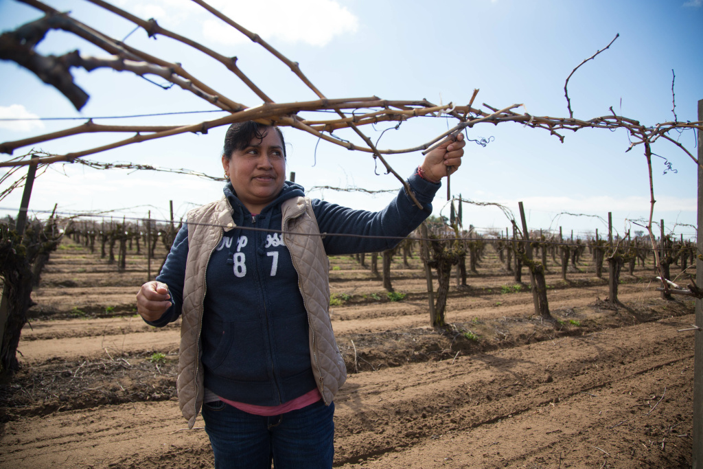 Alma demonstrates how she trims grape vines in a Fresno vineyard where she’s recently worked. Alma demonstrates how she trims grape vines in a Fresno vineyard where she’s recently worked.