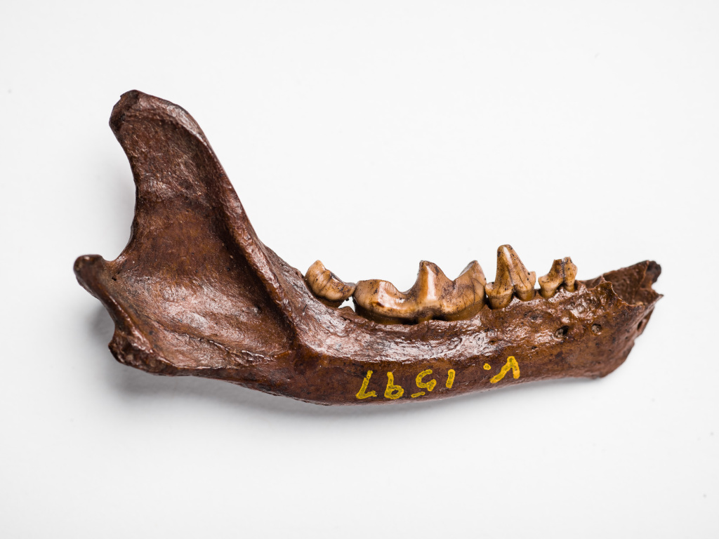 AirTalk Explore fossils and the Ice Age at the La Brea Tar Pits 89.