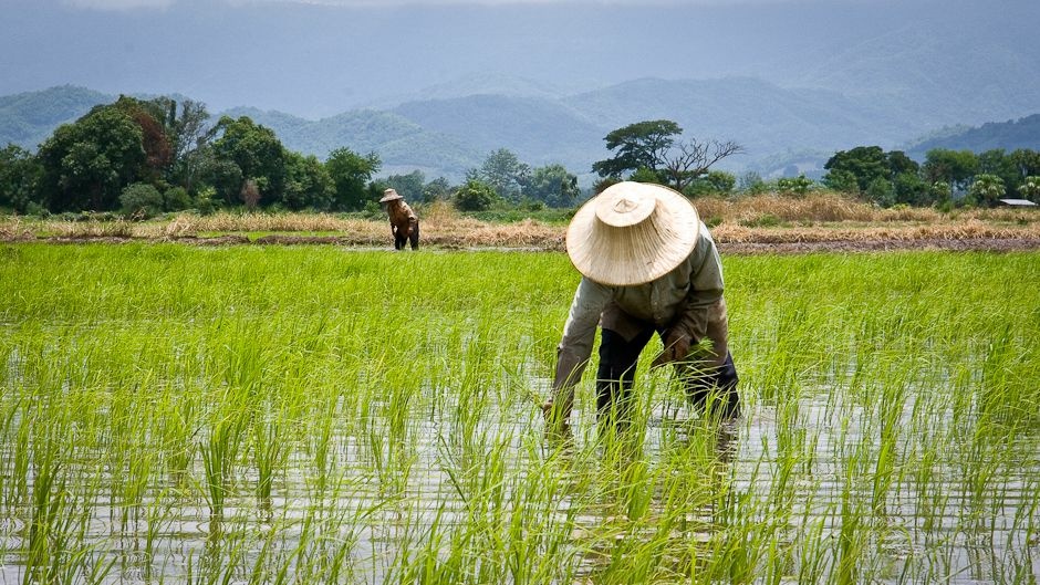 Rice growing in Thailand