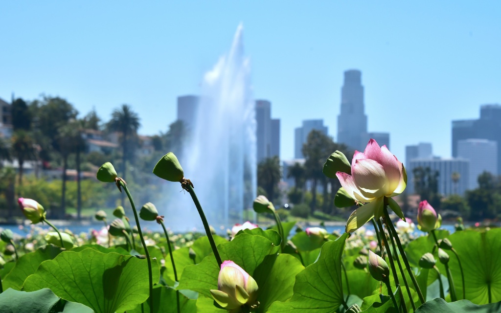 US-TOURISM-ENVIRONMENT Lotus flowers near full bloom at Echo Park lake amid an ongoing southern California heatwave in Los Angeles, California, on June 26, 2017.
The heatwave which began on June 6th is forecast to end on Tuesday June 27, 2017. Lotus flowers at Echo Park lake were believed to have been imported in the 1920's from China, possibly by Aimee McPherson, founder of the Angelus temple near the park, and have returned following a two-year rehabiliatation project where the lake was drained and restored , with lotus beds replaced. / AFP PHOTO / FREDERIC J. BROWN (Photo credit should read FREDERIC J. BROWN/AFP/Getty Images)