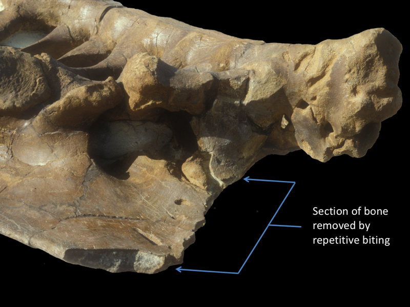 bitemarks-df0769fe8f9cb5d81865f1be0146f428ee3a32f7-s800-c85.jpg A Triceratops pelvis bearing nearly 80 T. rex bite marks. The bracket shows a region where the carnivore repeatedly removed sections of bone.
