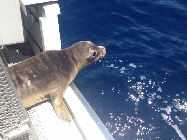 Slideshow: 3 sea lions captured during Refugio oil spill released near