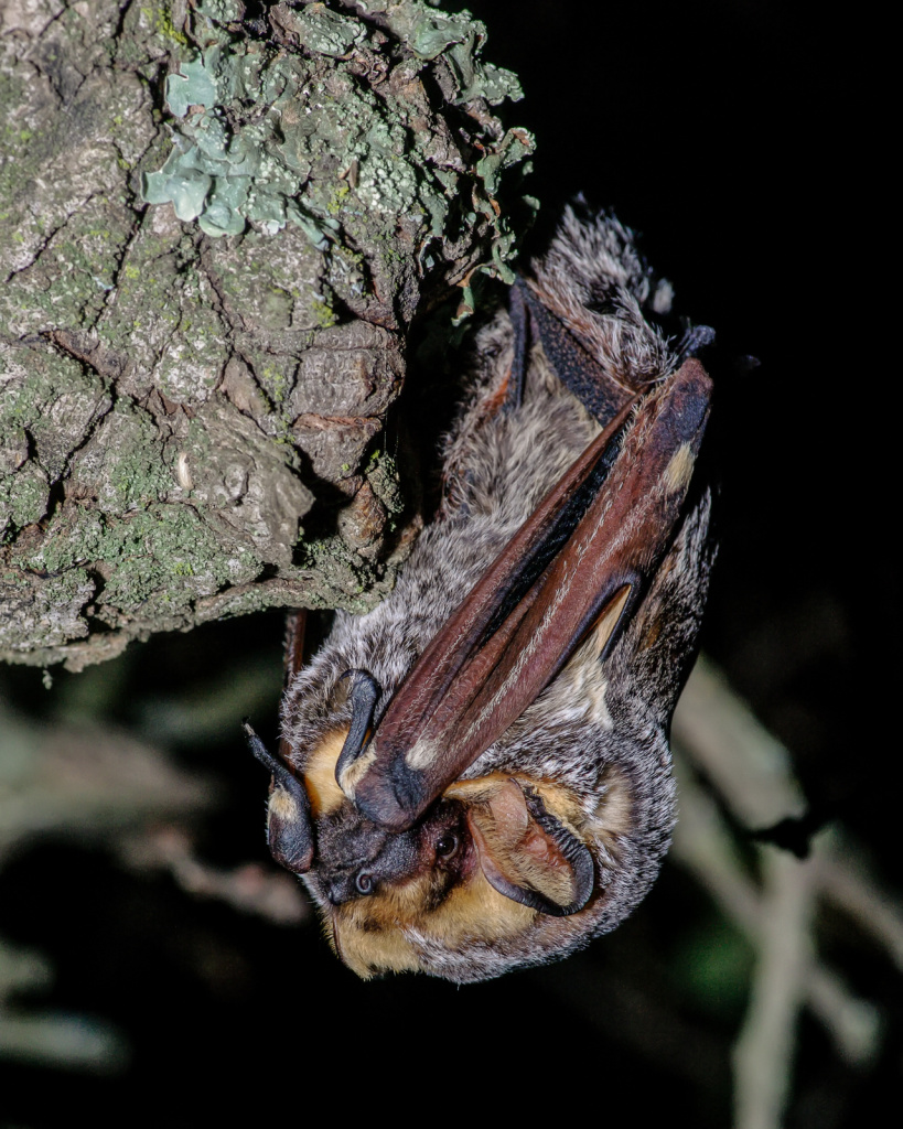 Slideshow Everything you didn't know about bats in Los Angeles 89.3 KPCC