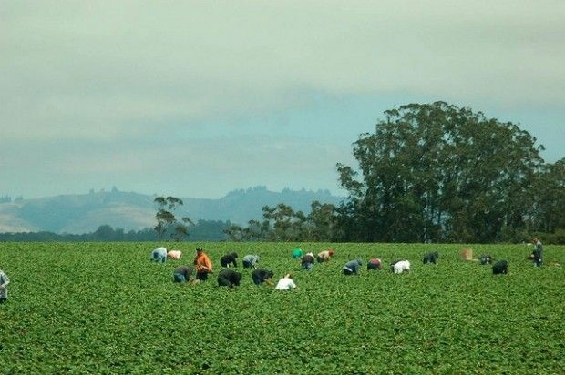 Agricultural workers in a field near the California coast, August 2007
