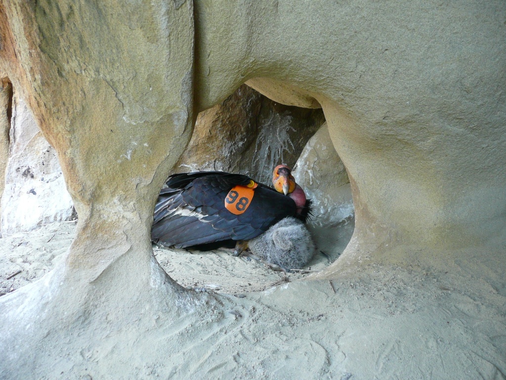 California condors reach key survival milestone in the wild 89.3 KPCC