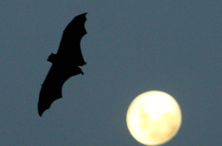 A Grey-Headed Flying Fox flies past a rising full-moon at the Royal Botanic Gardens March 20, 2008 in Sydney, Australia.