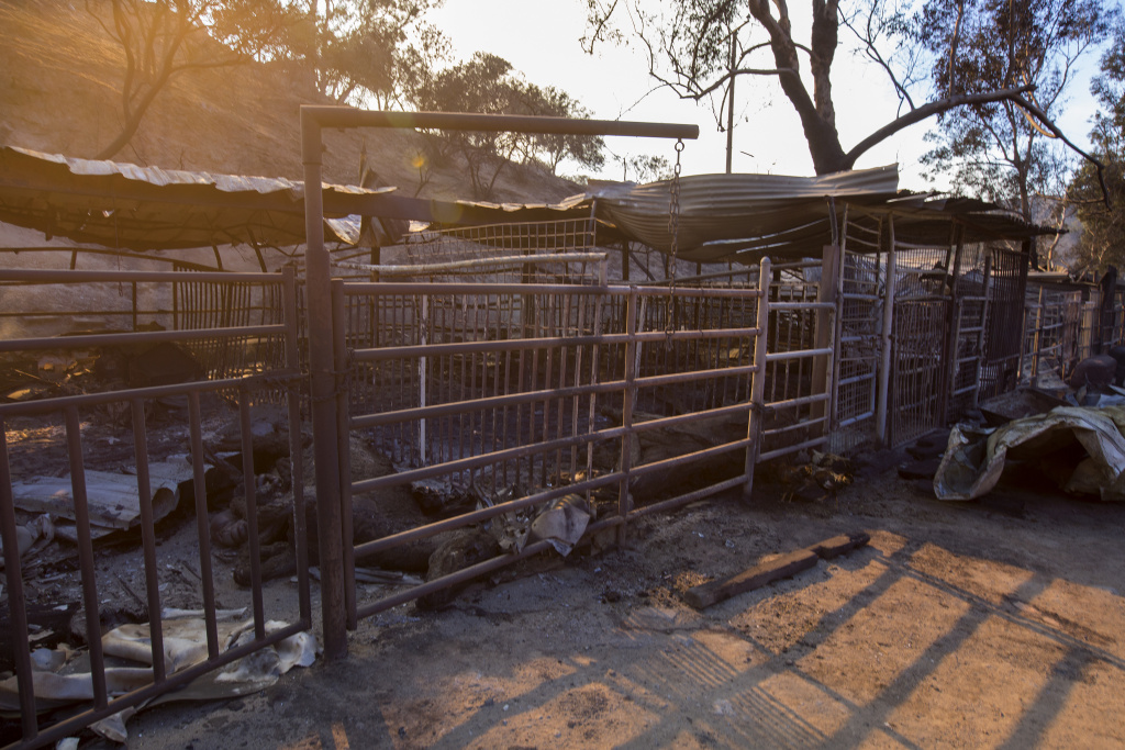 Southern California Wildfires Forces Thousands to Evacuate Dead horses lies in stalls at Rancho Padilla where 29 horses and numerous other animals died in the Creek Fire near Sylmar, California on December 6, 2017.